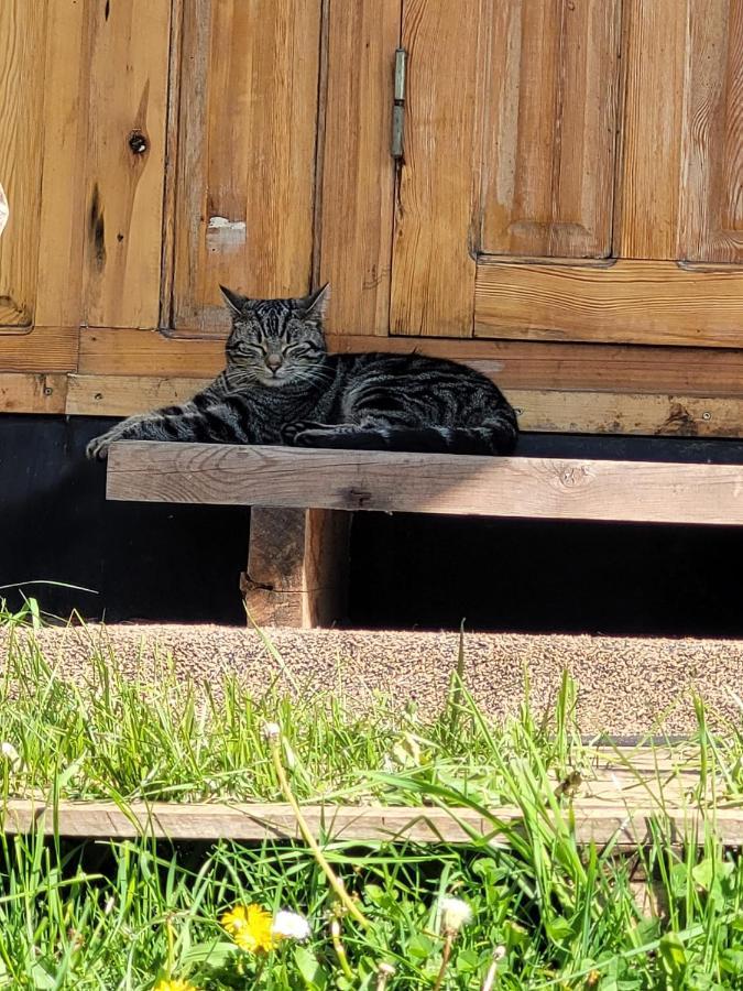 Hotel Slapen Tussen De Ezels In De Yurt Aarschot Exterior foto